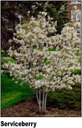 serviceberry
