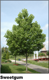 sweetgum