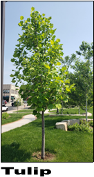 tulip